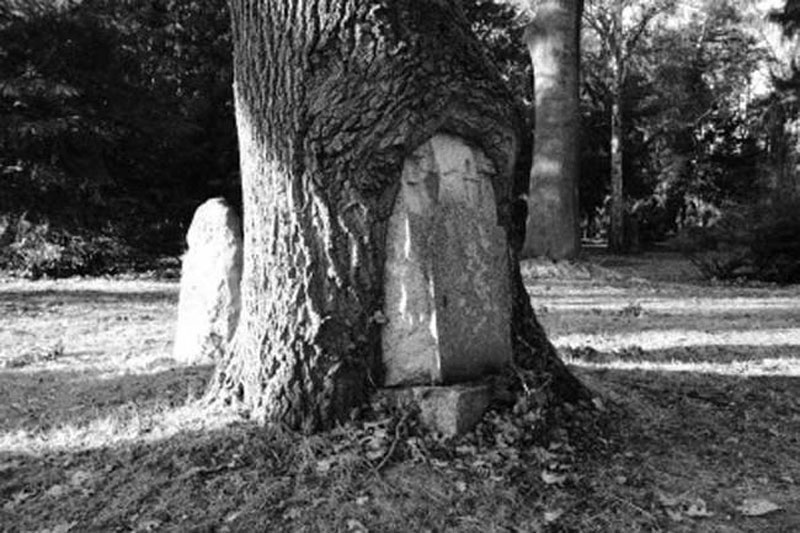 Eski bir mezarı ele geçiren bir ağaç