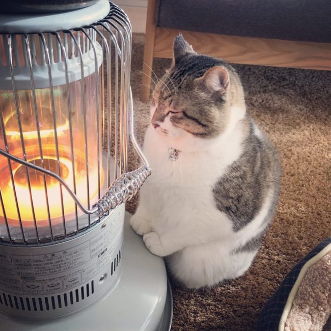 Kedi Busao, minyatür bir ısıtıcı yardımıyla ısınmayı seviyor.