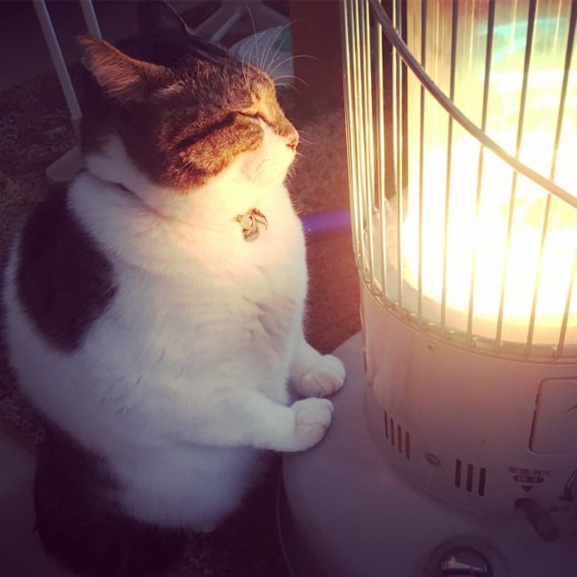 Busao'nun sahibi sevimli kediyi sokaklardan evlat edindi, bu yüzden herhangi bir sıcaklığın bu kediyi neden mutlu bir kedicik yapacağını anlamak kolay.