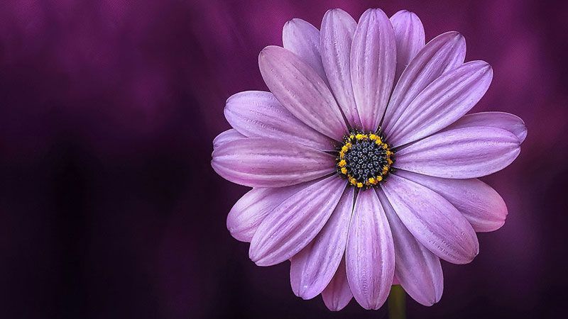 8 Mart Dünya Kadınlar Günü için alınabilecek en güzel 10 çiçek