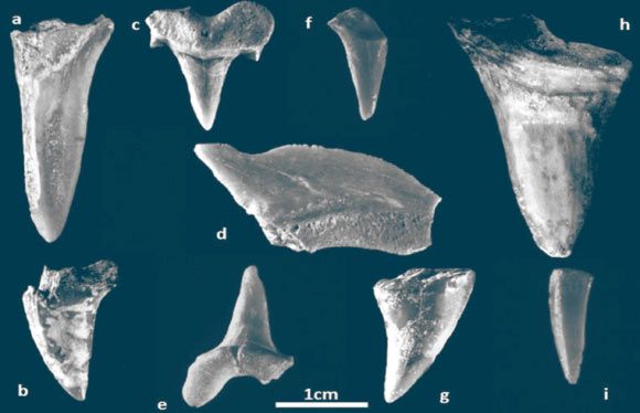 İsrailli Arkeologlar Demir Çağı Alanında Kretase Dönemi Köpekbalığı Dişleri Buldu..