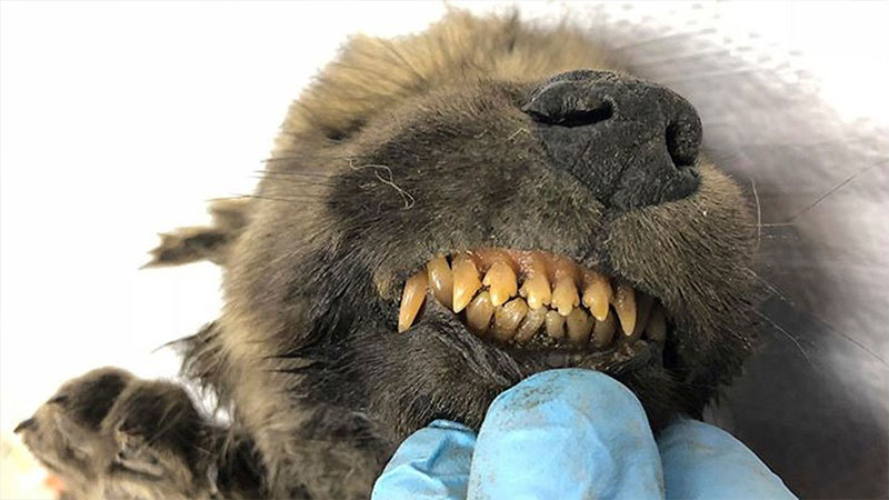 18.000 yaşında olmasına rağmen burnu ve dişleri çok iyi korunmuş