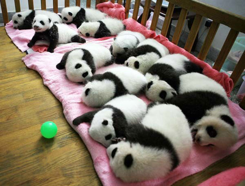 Uyuyan panda yavruları çok şirin