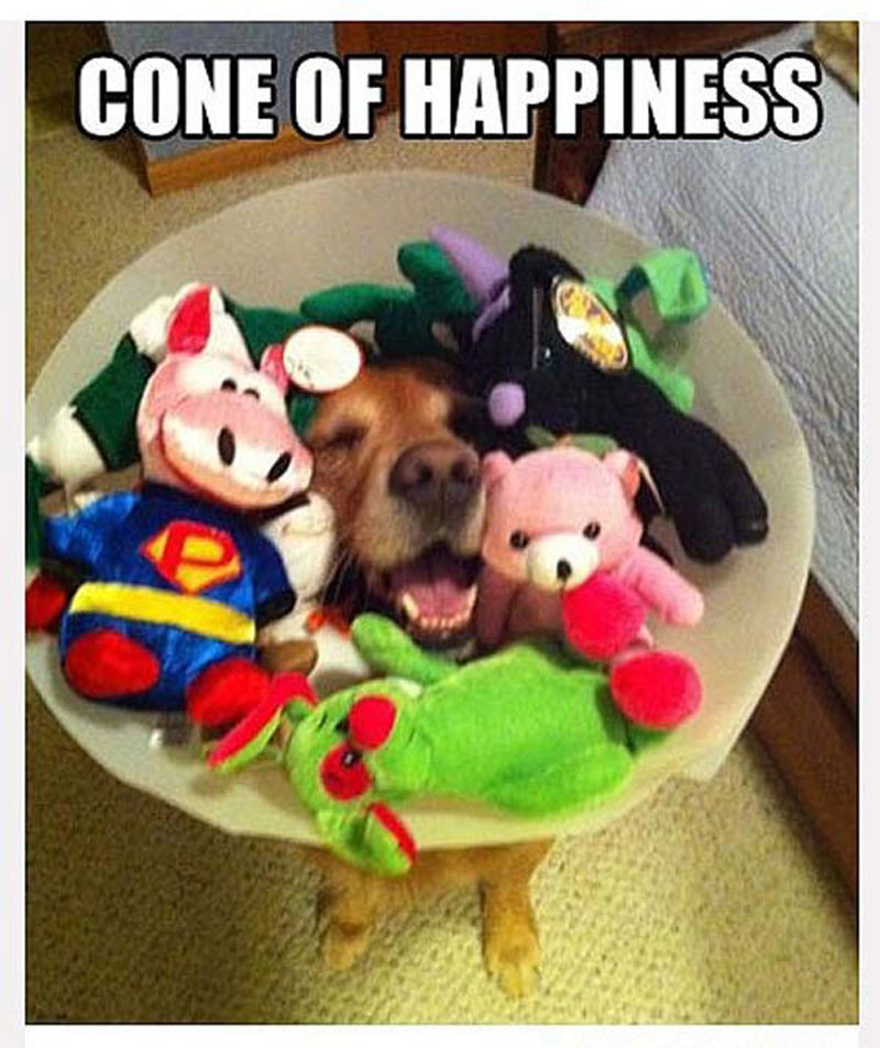 Bu gerçekten çok mutlu bir köpek