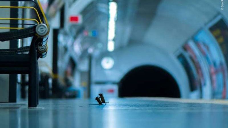 Metro istasyonunda kavga eden fareler birinci seçildi