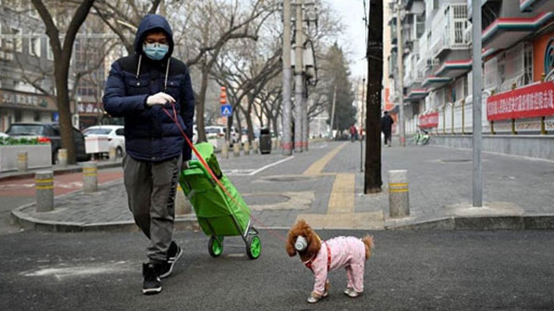 Pekin'deki bu kişi köpeğine bile maske taktı.