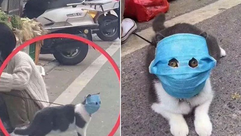 Çin'de Evcil Hayvanlar Coronavirus Krizi Arasında Yüz Maskeleri Giydiriliyor