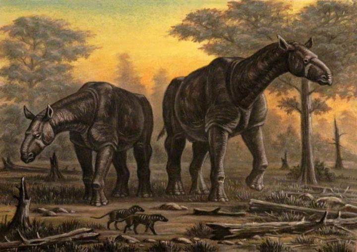 En Büyük Kara Memelisi Paraceratherium!