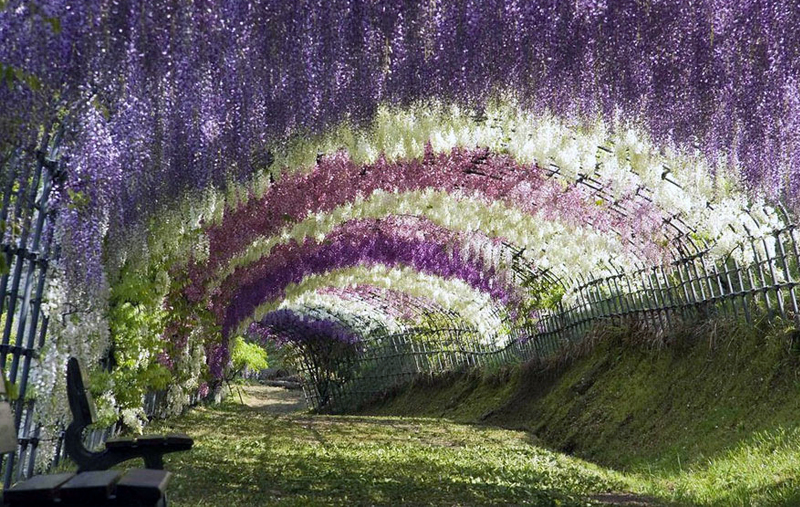 Wisteria Çiçek Tüneli - Japonya