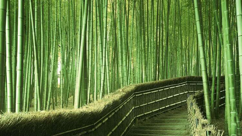 Bambu Ormanı - Çin