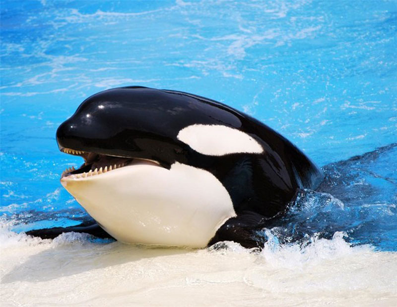 Orca balinaları köpekbalıklarını öldürür. Tercih ettikleri yöntem boğmadır.