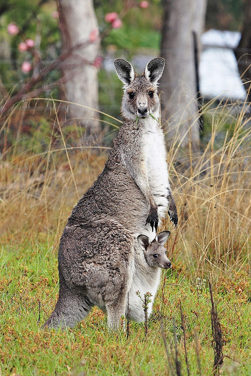 Serin tutmak için kangurular sürekli kollarını yalar