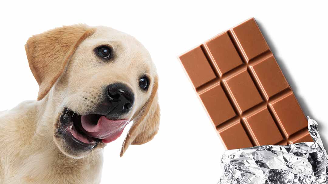Çikolata köpekleri öldürebilir