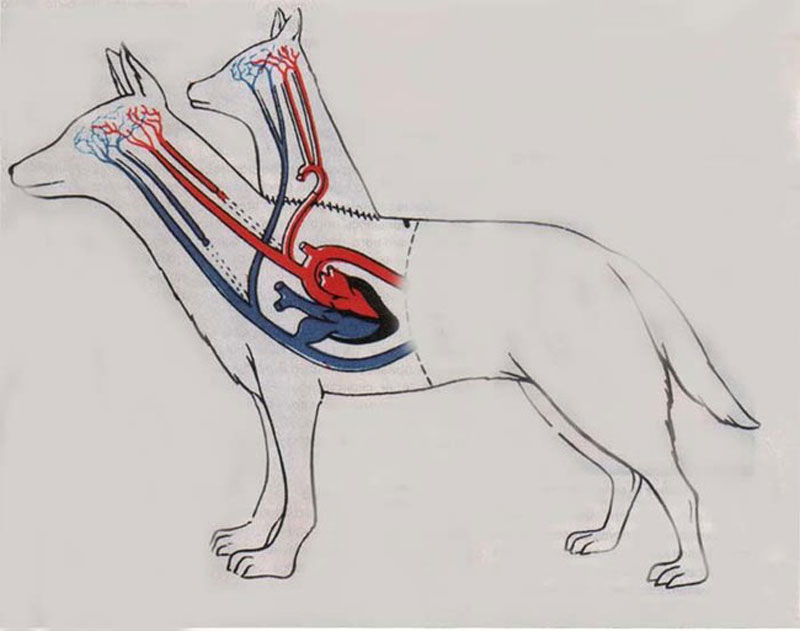 Bu, Demikhov’un iki başlı köpeği yaratma şemasıdır. 