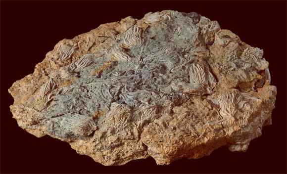 Paleontologlar Binlerce Jurassic Dönemi Echinoderm Fosili Buluyor!